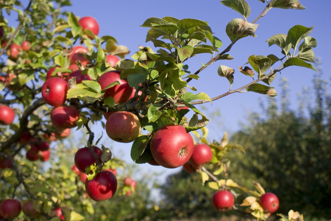 Pommier
