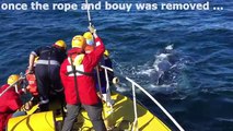 Une baleine prise au piège dans des filets remercie ses sauveurs d'une façon adorable !