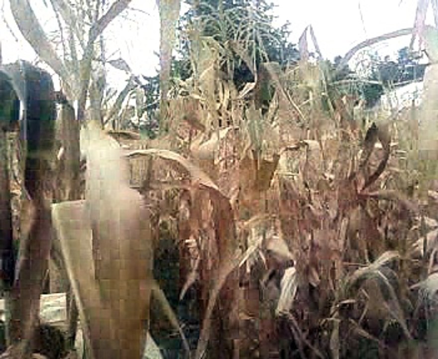 Mălini - 18 septembrie/2016