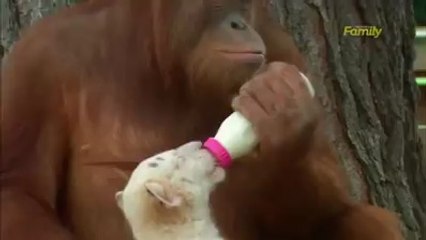 Avez vous déjà vu quelque chose comme ceci ?