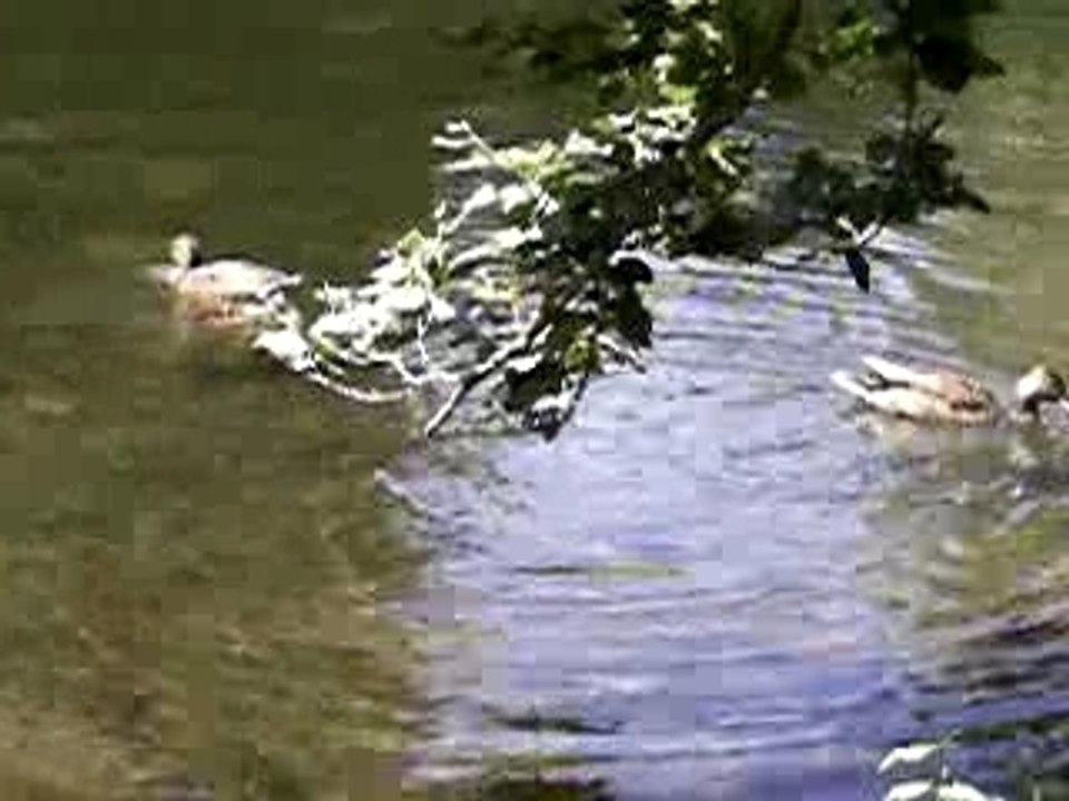 Canards