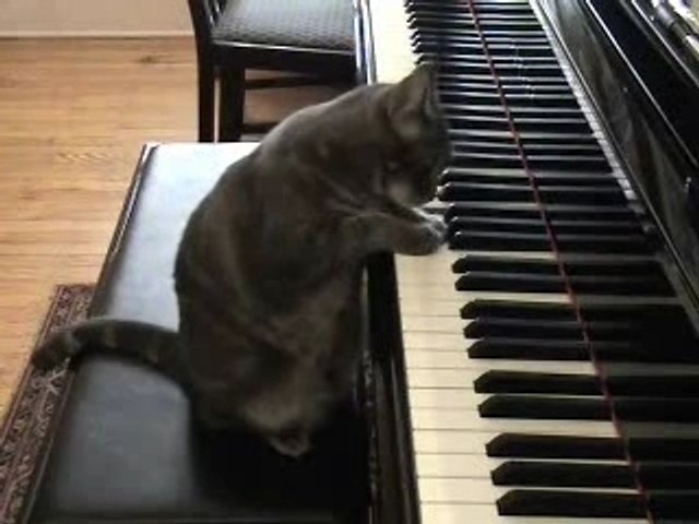 Un Chat Qui Joue Du Piano Video Dailymotion
