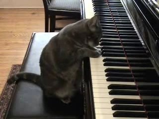 un chat qui joue du piano