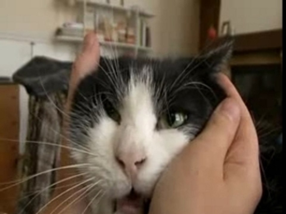 Chat Minou 01