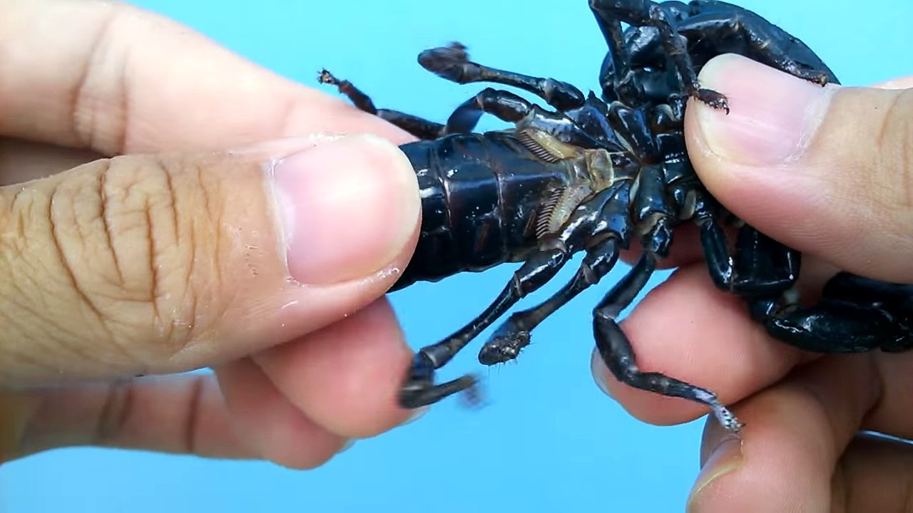 Scorpion