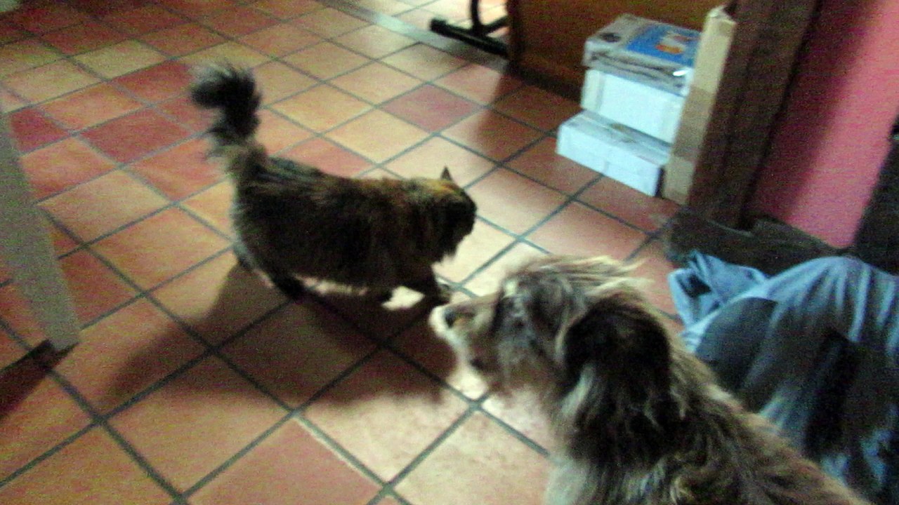 Babouche et Kalya