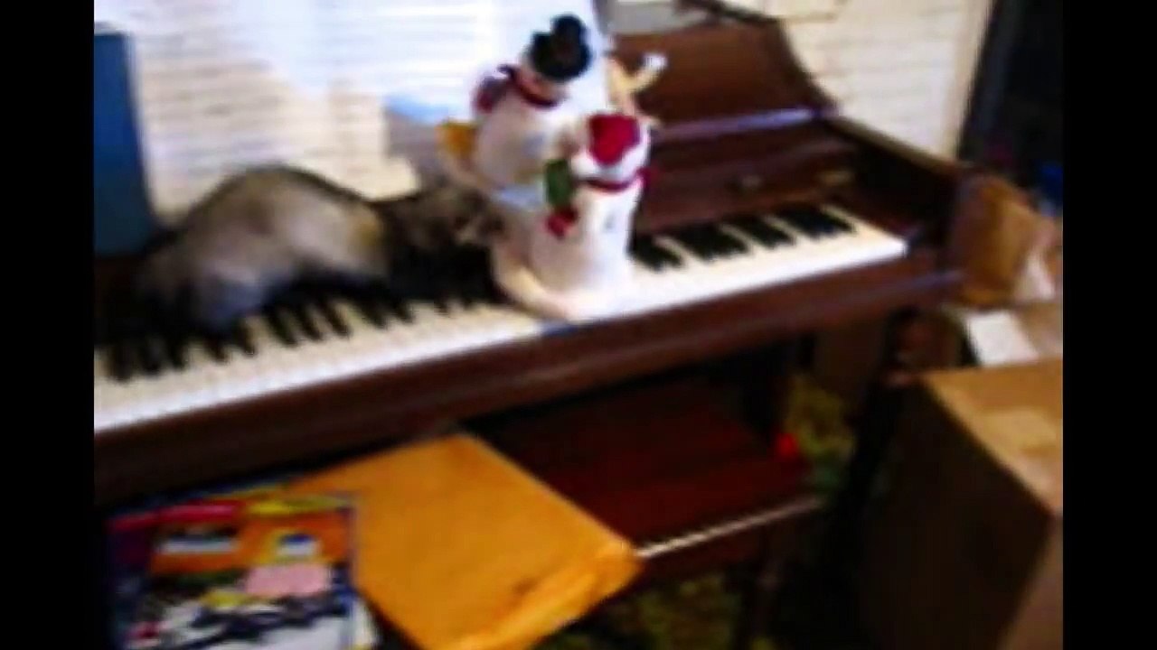 Animal Musical Prodigies - Compilation