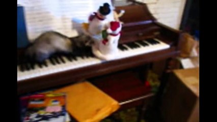 Animal Musical Prodigies - Compilation