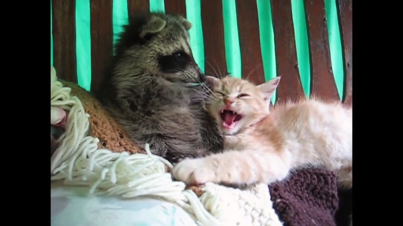 Cutest Animal Compilation!!!!!!!