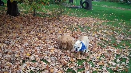 Funny Bulldog Finds In Leaves