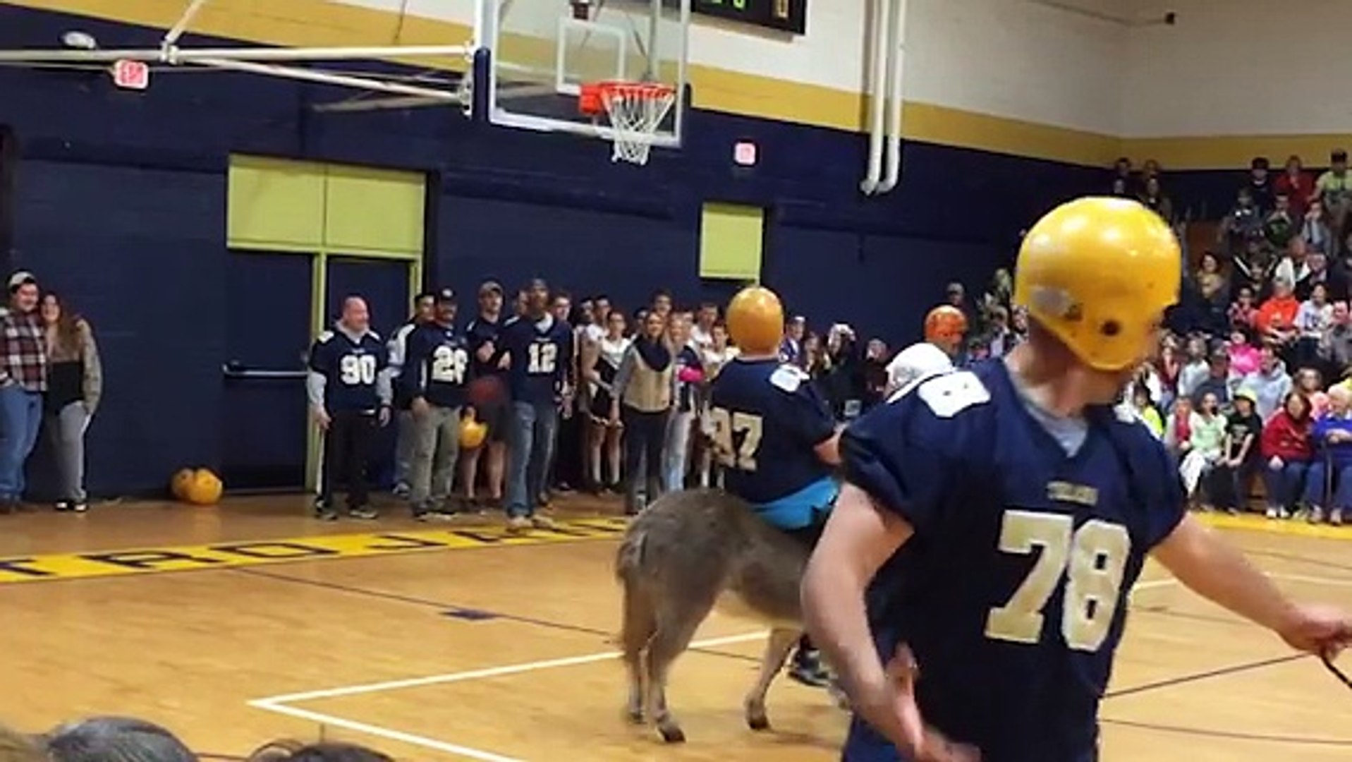 ⁣Donkeys Play Basketball