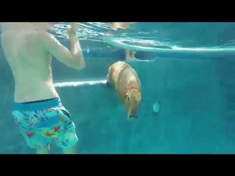 Capybara Spends Day Chilling at the Pool
