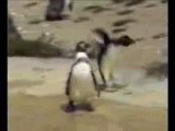 pingouin qui fait de la techno