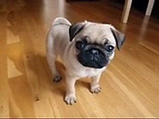 my 10 weeks old pug puppy, so cute!
