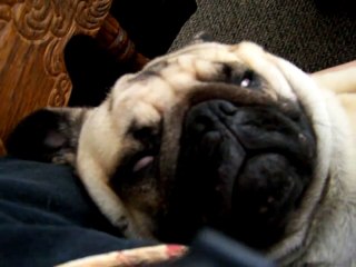 my pug snoring very loud!