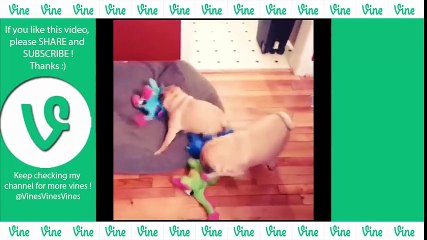 NEW  Funny Pug Vines Compilation NOVEMBRE 2015