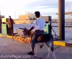 Hahah Must Watch Donkey Petrol Pump-(NewMp3Maza.com)