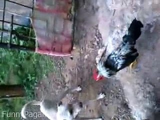 Hen And Dog Fight Very Funny-(NewMp3Maza.com)