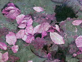 BEN DOSTLUĞU GÖLGEMDEN ÖĞRENDİM GÜFTE  AYNUR AVCI  BESTE MÜZİK YORUM  OZAN DAİMİ KASAR RAHMET DİLİYORUM