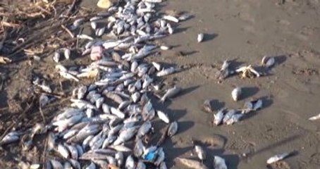 Mersin'de Balıklar Sahile Vurdu! Yetkililer Almayın Diye Uyardı