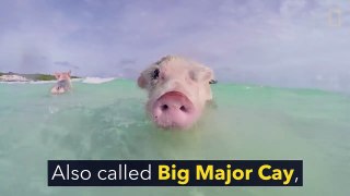 Swimming Pigs Rule This Tropical Island-SRsAhZLCPuU