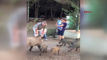 Kuşadası - 2.5 Yaşındaki Zeynep Domuz Sürüsünü Ekmekle Besledi