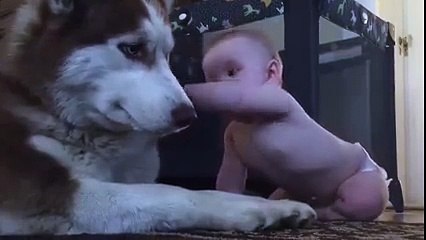 Moment tendresse entre un bébé et un chien