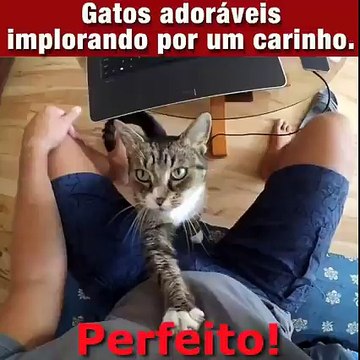 Ces chats adorables ont besoin de calins! Compilation