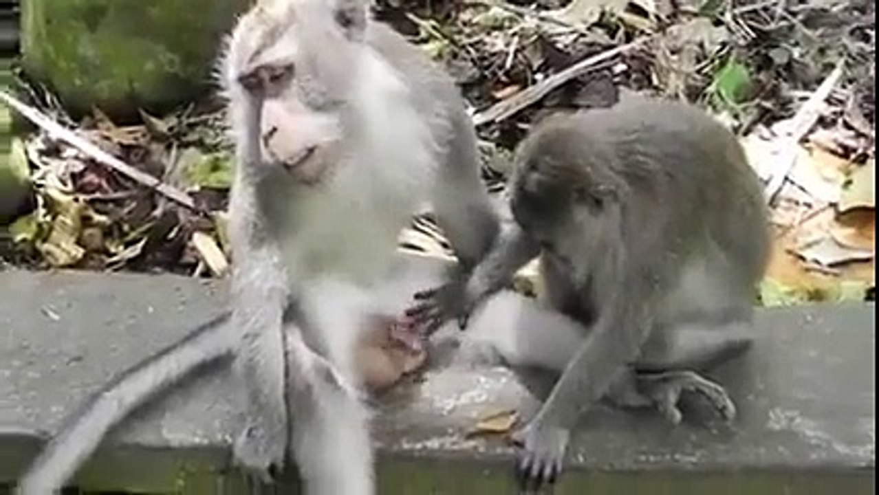 Un singe un peu trop curieux! Petit pervers...