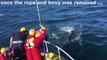 Sauver une baleine piégée dans des filets