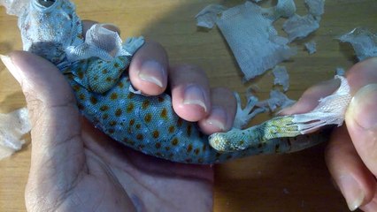 Help gecko shed their skin