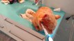 Savez-vous que les chats kiffent les brosses-à-dents électriques ?