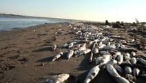 Mersin'de On Binlerce Ölü Balık Sahile Vurdu