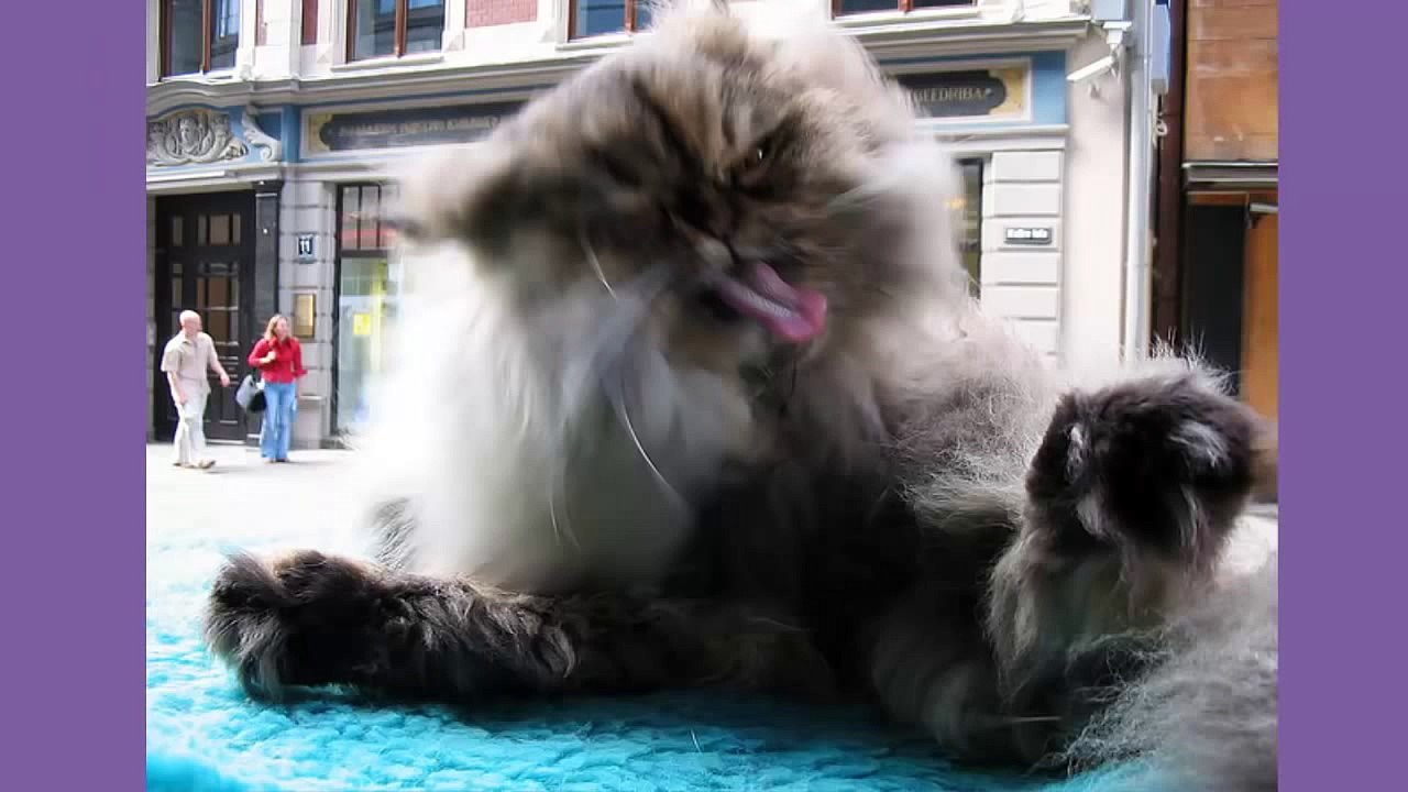 funny cat photos....