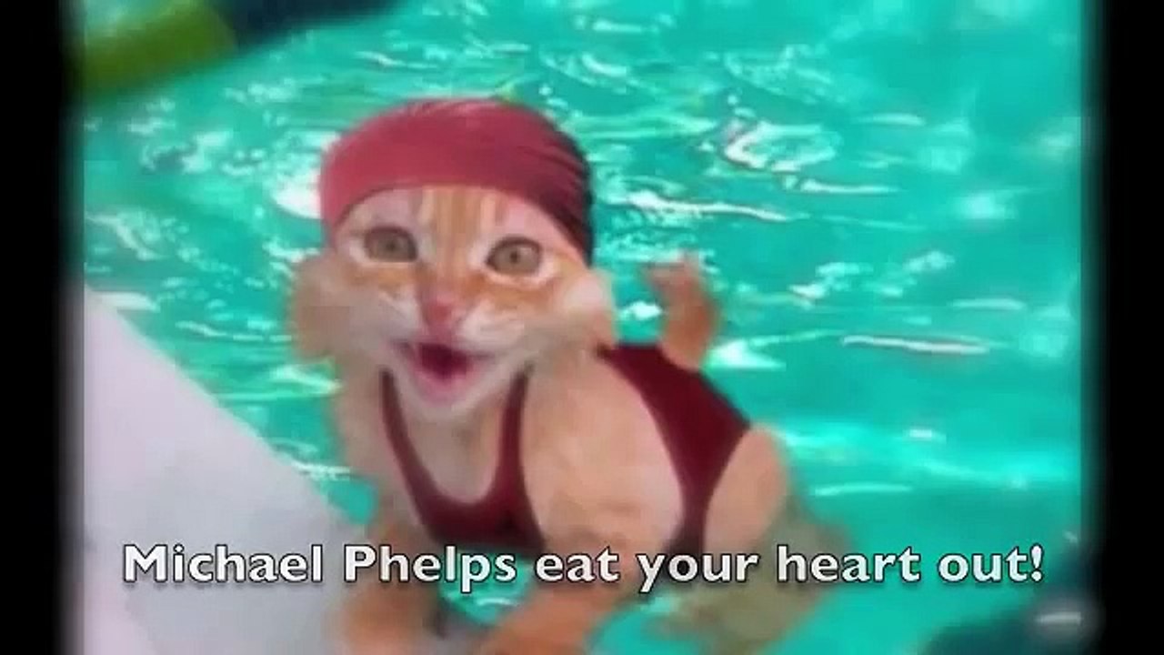 Funny animals, funny cat photos with captions,...