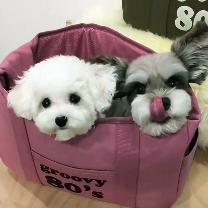Aww