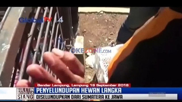 Penyelundupan Hewan Langka Digagalkan