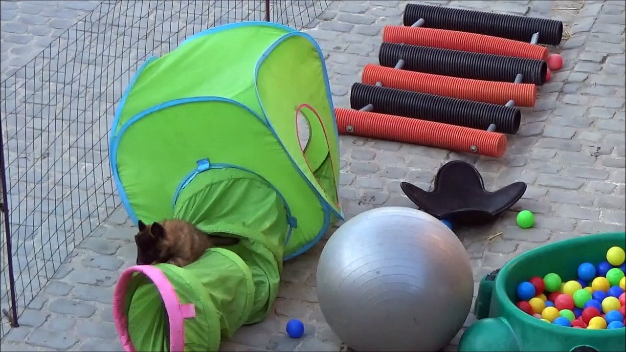 La Ckaliksou élevage de B.B. Tervueren Nichée 2016