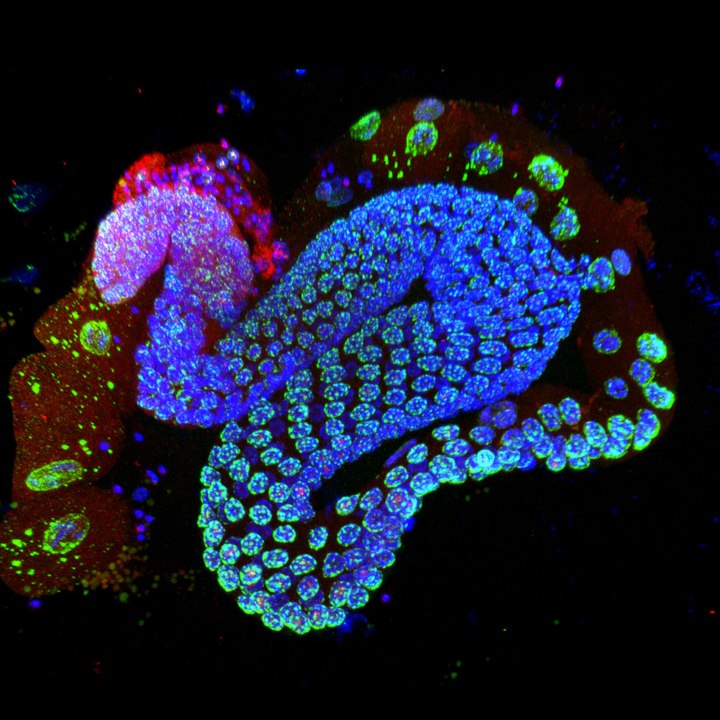 La complexité du vivant