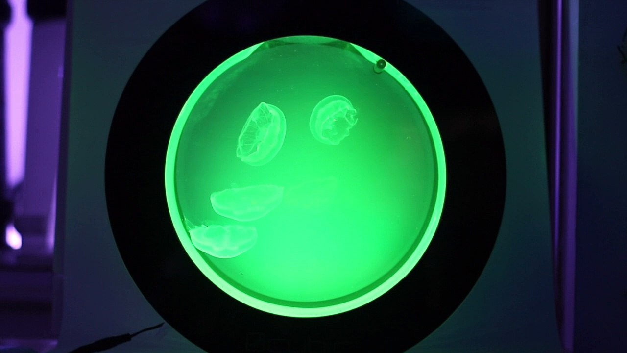 Cubic Jellyfish Tanks - Orbit 20, Pulse 160 Jellyfish Aquariums