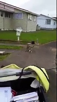 Un chat aide ce facteur Anglais pendant la distribution du courrier