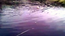 Este gato se estaba ahogando en un río... hasta que un rescatista muy inusual entró en acción.