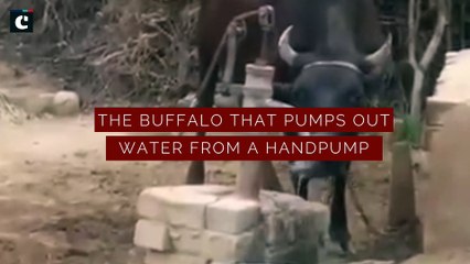 No humans required! Watch how a buffalo pumps water for itself
