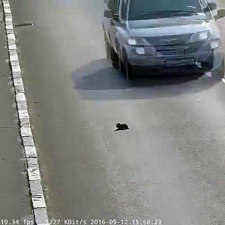 Homem salva animal na auto-estrada!
