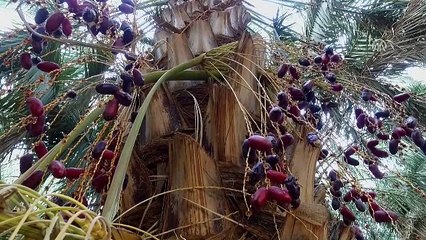 Konya hurma'da kaçıncı sırada