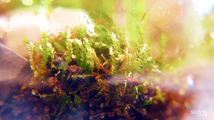 ETERNAL-TERRARIUM---30-days-later