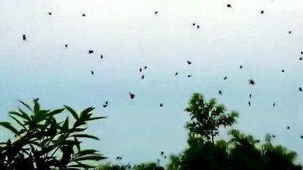 Un homme filme des milliers de petits points noirs dans le ciel ! Quand il se rend compte de ce que c’est…