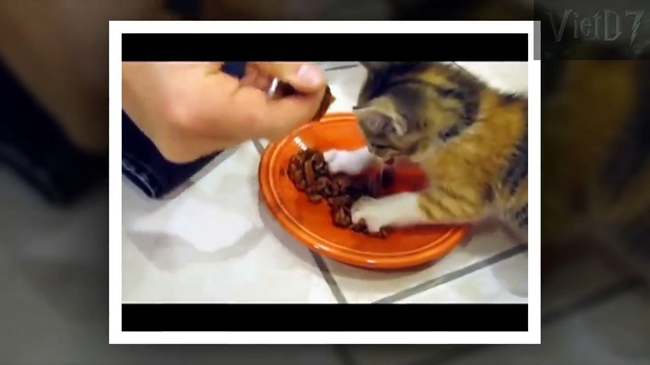 Kitten Releases Inner Lion When You F*ck With Her Food