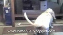 Cat Dog Laser