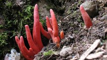 10 Incredibly Poisonous Mushrooms